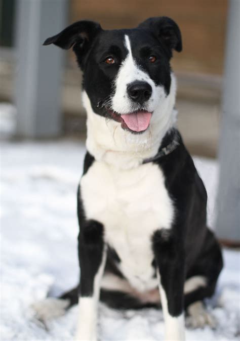 They are excellent companions for extreme sports, like cycling, hiking, and running. Elly - Border Collie mix