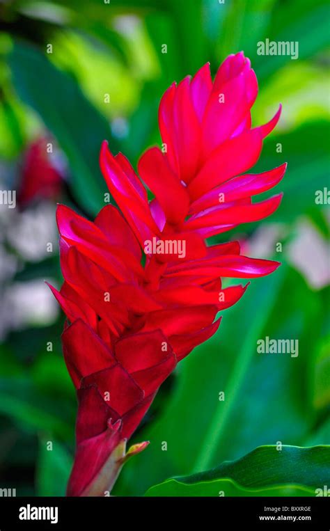 Red Ginger Hawaiian Flower Stock Photo Alamy