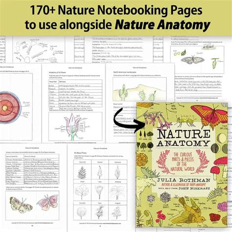 Free Apologia Botany Worksheets And Printables By Lesson In 2022