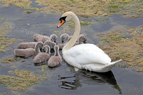222,095 likes · 1,121 talking about this. Dougie Coull Photography: Swans and Cygnets - Greenock Dam
