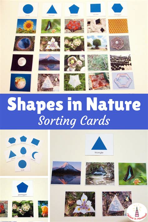 Shapes In Nature Sorting Cards Printables Geometry In Nature You Are