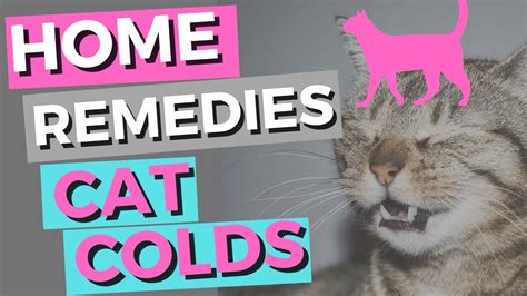 Cat Colds Home Remedies Sneezing Cats Youtube