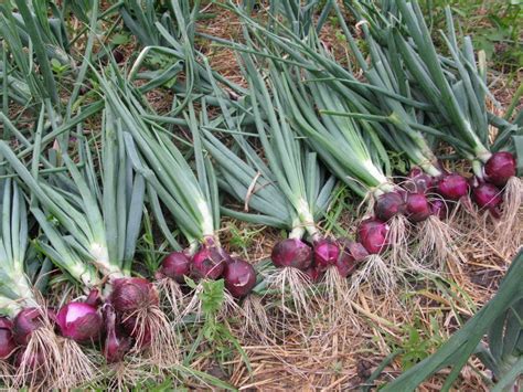 Your Easy Guide On Onion Farming