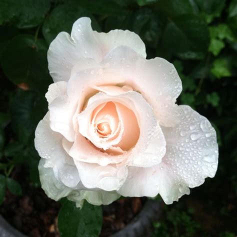 Dew On Blush Rose Random Thoughts Blush Roses Coffee Garden Flowers