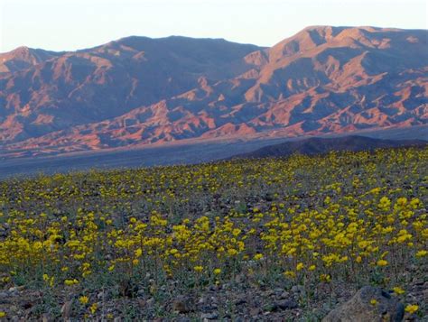 Plant Reports Death Valley Trip 2016