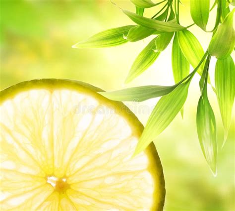 Green Lemon Slice Backlit Stock Image Image Of Flavour 17483041
