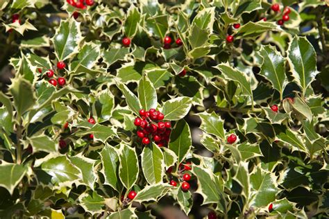 How To Grow And Care For Holly Bush