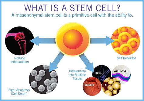 How Stem Cell Therapy Works