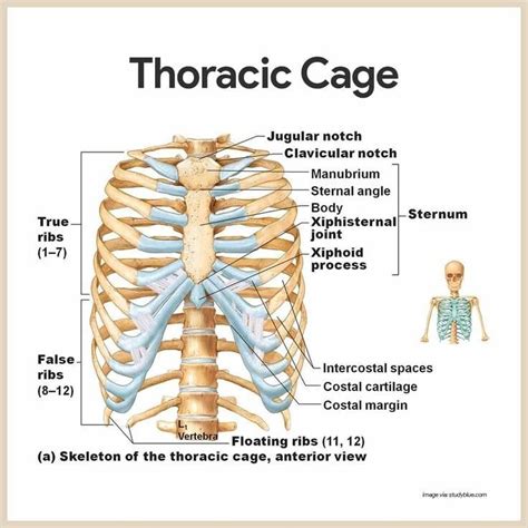 Thoracic Cage Skeletal System Anatomy Muscular System Anatomy Basic