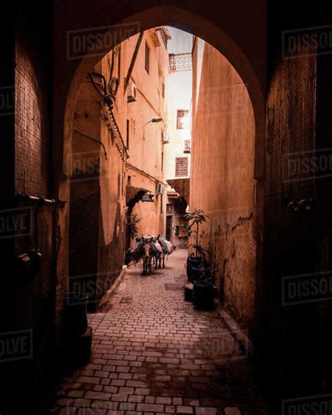 Donkeys In The Street Stock Photo Dissolve