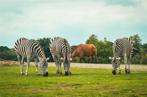 Zebra Eating Grass On Green Grass Field · Free Stock Photo