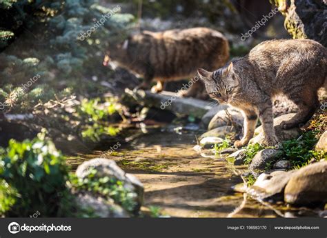 Wildcats Felis Silvestris Natural Habitat — Stock Photo © Lightpoet