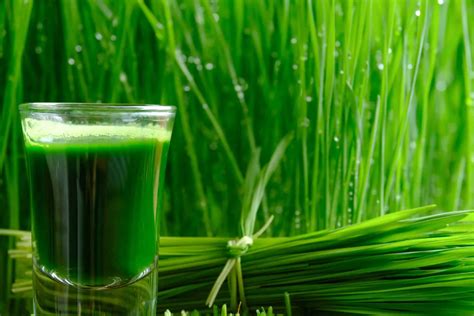Make Your Own Wheatgrass And Living Bread Gentle World