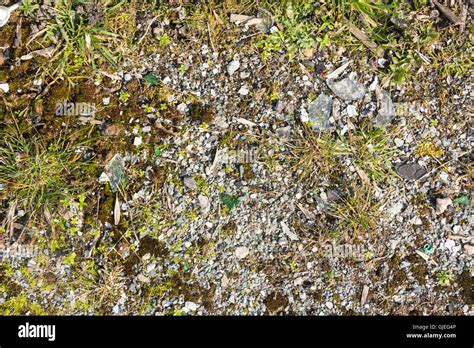 Waste Ground Weeds High Resolution Stock Photography And Images Alamy