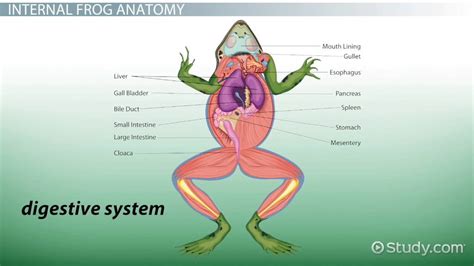 Frog Anatomy External And Internal Video And Lesson Transcript