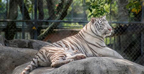 Volunteer with big cats and admire these beautiful creatures up close. Big Cat Habitat and Gulf Coast Sanctuary | Must Do Visitor ...