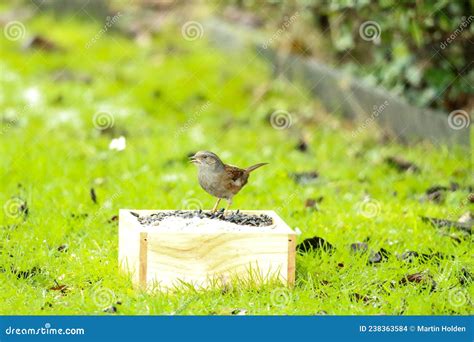 Dunnock Or Hedge Sparrow Eating Seeds Stock Photo Image Of Bird