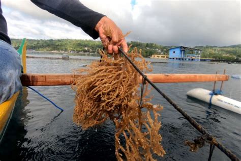 Kkp To Build Seaweed Cultivation Centers In Eastern Indonesia Antara News