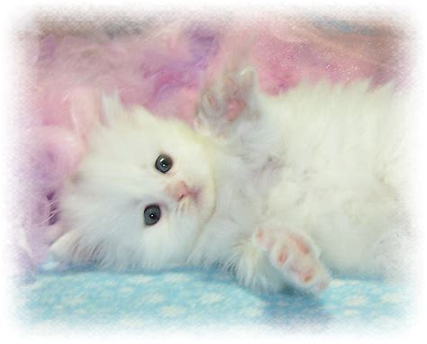 Free Download Free Wallpapers White Kitten Wallpapers 986x795 For
