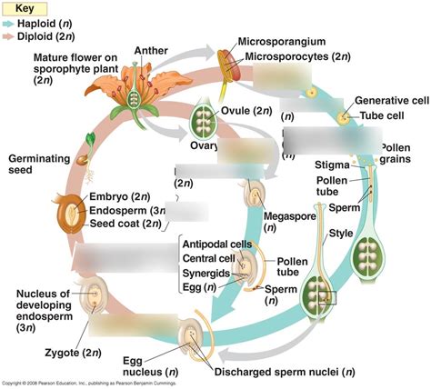 Life Cycle Of Angiosperm Slidesharetrick