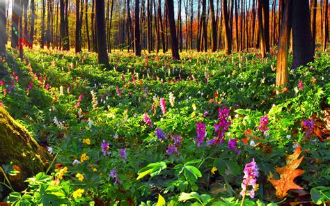 Summer Flowers In The Forest Wallpaper Nature Wallpapers 22892