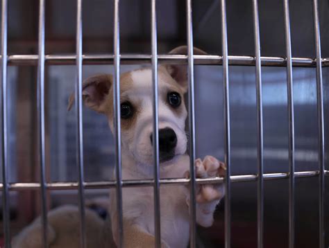 ‘No-kill’ Waco Animal Shelter hits capacity | The Baylor Lariat