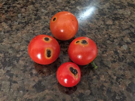 Black Spots On Cherry Tomatoes 277396 Ask Extension