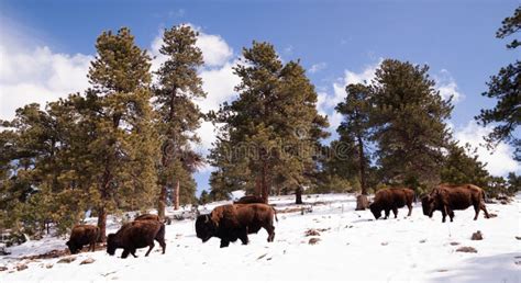 Schnee Blauer Himmel Nordamerikaners Bison Buffalo Roam Hillside Fresh