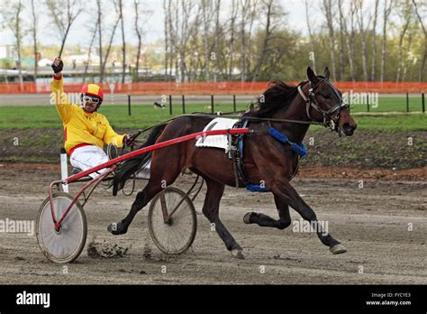 Standardbred Is An American Horse Breed Trotter Making A Lap In The