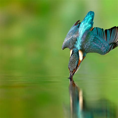 Kingfisher Bird Wallpaper 4k Flying Bird Catching A Fish