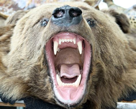Grizzly Bearing Its Fangs Image Free Stock Photo Public Domain