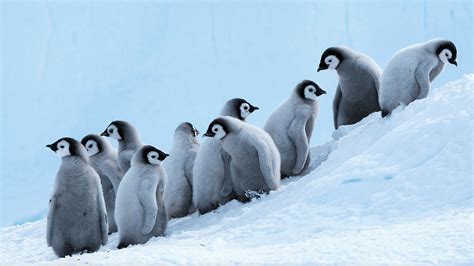 Cute Baby Penguins Wallpaper