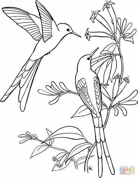 Natur Farbton Vogel Luxuskolibri Farbtonseiten Nature Coloring Pages