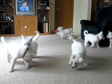 Like little snowballs, they are among the cutest of all puppies. 7 week old White German Shepherd puppies - YouTube