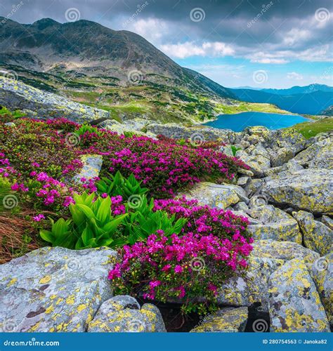 Blooming Pink Rhododendron Flowers And Bucura Lake Retezat Mountains