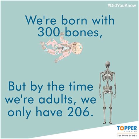 Didyouknow Were Born With 300 Bones But By The Time Were Adults We Only Have 206 Science