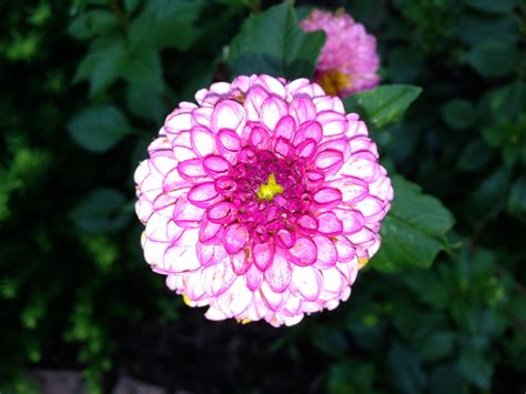 Hawaiian Dahlias Dahliahawaiian Winter Floral Arrangements