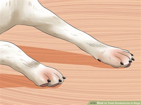 How To Treat Hookworms In Dogs 14 Steps With Pictures