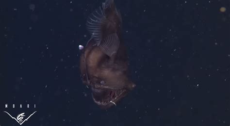 Anglerfish Video Rare Black Seadevil Caught On Camera