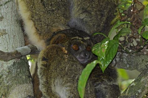 Eastern Woolly Lemurs Avahi Laniger Andasibe A Small Fa Flickr