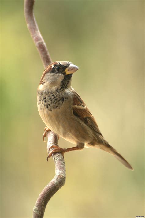 Les Oiseaux Des Jardins Bretagne Vivante