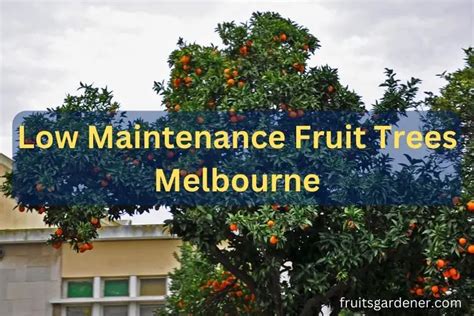 The 7 Fast Growing Low Maintenance Fruit Trees Melbourne