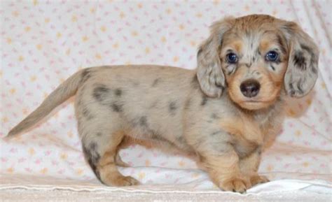 Dachshund for sale in oregon. Future Parents - Washington State and Oregon dachshund puppies | Dachshund puppies