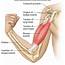 Shoulder & Upper Arm  Chandler Physical Therapy