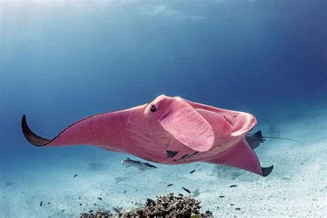 Worlds Only Known Pink Manta Ray Spotted In The Great Barrier Reef