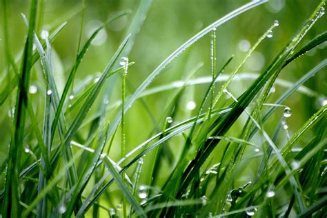 Free Photo Macro Photography Of Droplets On Grass Blur Growth