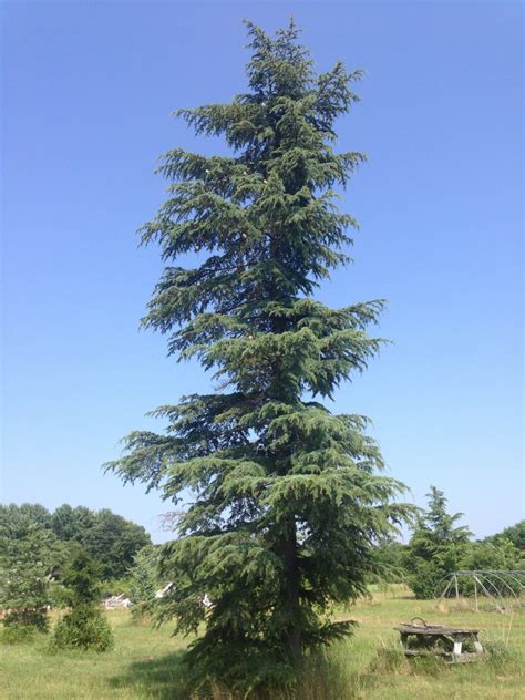 Cedar Of Lebanon Stenacoma Trees Of Joy