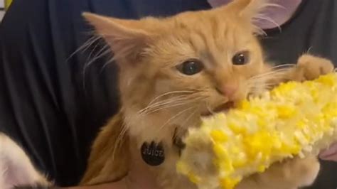 Video Of A Cat Devouring Corn On The Cob Goes Viral