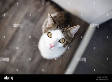 Lindo Gato Tabby Doméstico Joven Sentado En El Suelo Mirando La Cámara