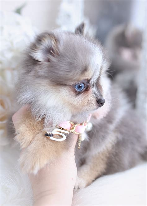 Pomeranian Puppy 484 Teacup Puppies And Boutique